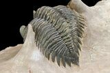 Metacanthina Trilobite - Lghaft, Morocco #153893-6